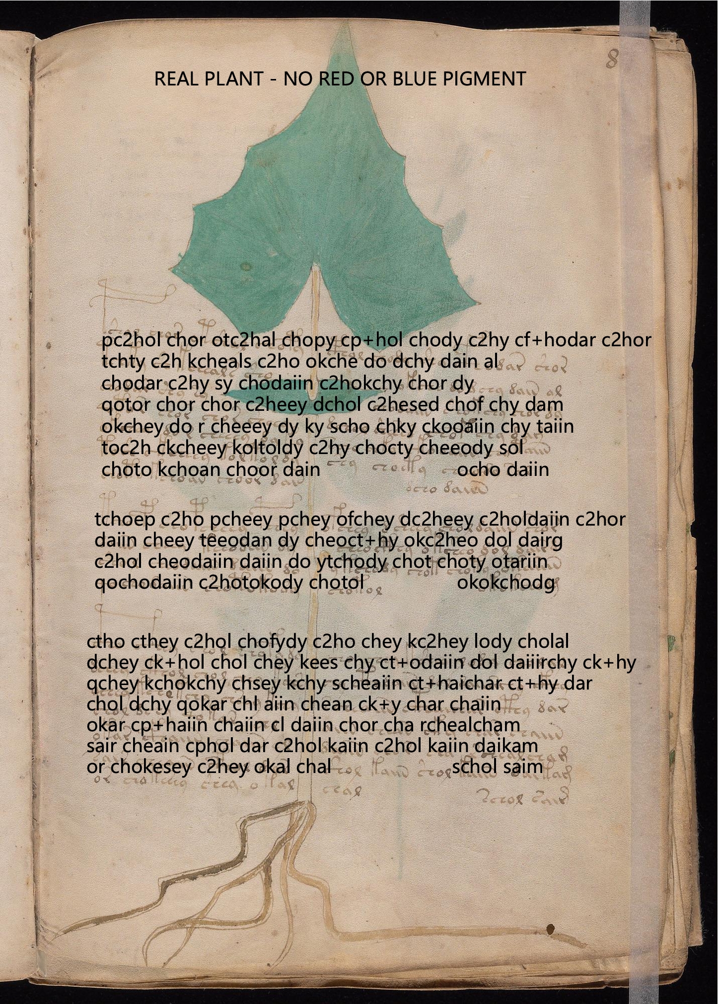 Folio 8r glyph overlay on parchment